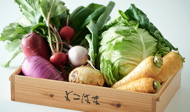 「鈴也ファーム」で育った彩り豊かな野菜がプレゼント