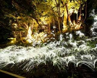 札幌・定山渓温泉に出現する「夜にしか見られない花」を撮った！