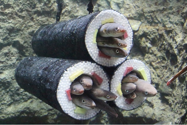 節分にちなんだ「アナゴの恵方巻水槽」はSNS映えすると大人気！恵方巻きの筒は飼育スタッフの手作りで、アナゴたちの安全に配慮されたものだ