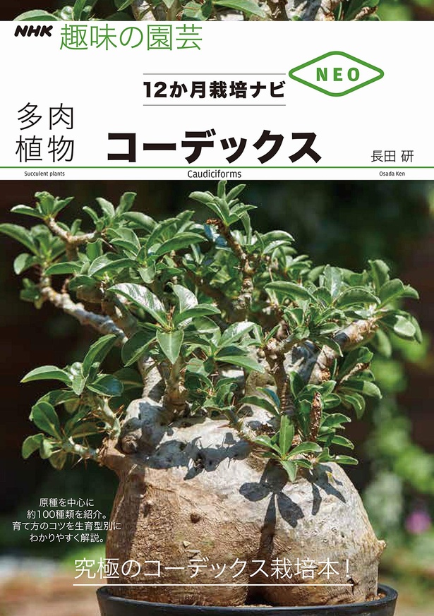 『多肉植物　コーデックス NHK趣味の園芸　12か月栽培ナビNEO』