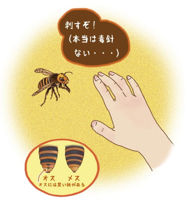 #2_オオスズメバチのオスは毒針がないのに、あるフリをする
