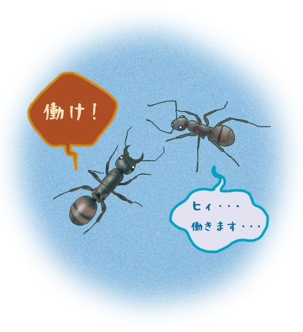#12_サムライアリは他のアリを奴隷にして働かせる