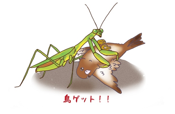 #15_カマキリは鳥を食べることもある