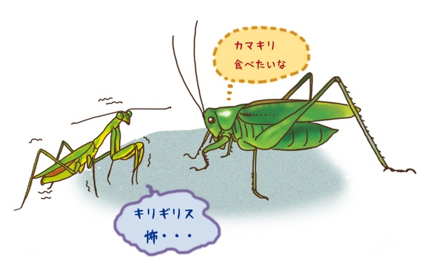 #21_キリギリスはカマキリを食べることがある