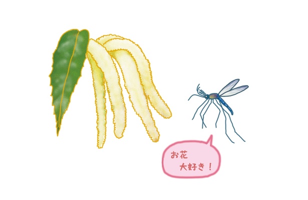 #23_トワダオオカはカなのに血を吸わず優雅に花の蜜を吸う
