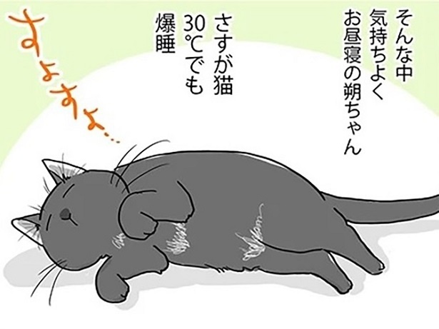 猫って暑くても平気なの？人間は暑くてぐったりな気温でもなぜかうちの猫は爆睡できちゃう!?【作者に聞いた】(1/2)｜ウォーカープラス