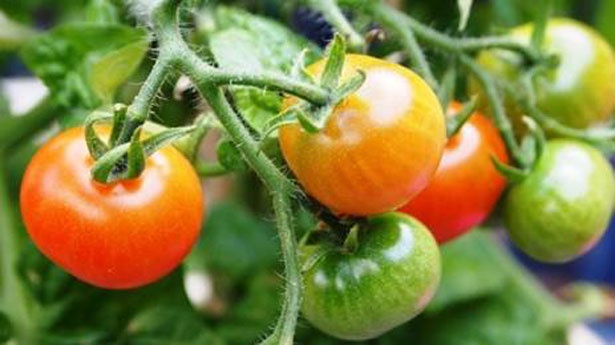 楽しみながら食べることの大切さを学べる、4つのプログラムを用意！/おやこで学ぼう アトレ農園in目黒