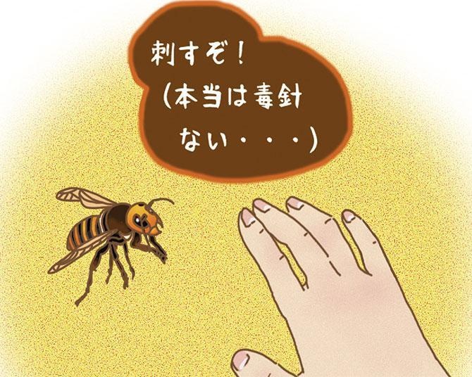 昆虫ハンター・牧田習が解説するオドロキの昆虫雑学！オオスズメバチのオスは毒針がないのに、あるフリをする