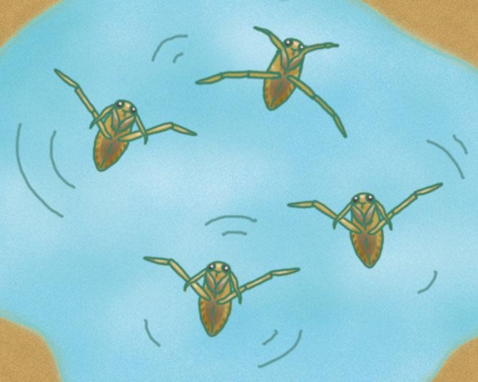 昆虫ハンター・牧田習が解説するオドロキの昆虫雑学！マツモムシは一生背泳ぎをし続ける