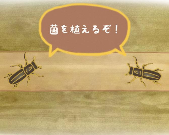 昆虫ハンター・牧田習が解説するオドロキの昆虫雑学！カシノナガキクイムシは農業をする