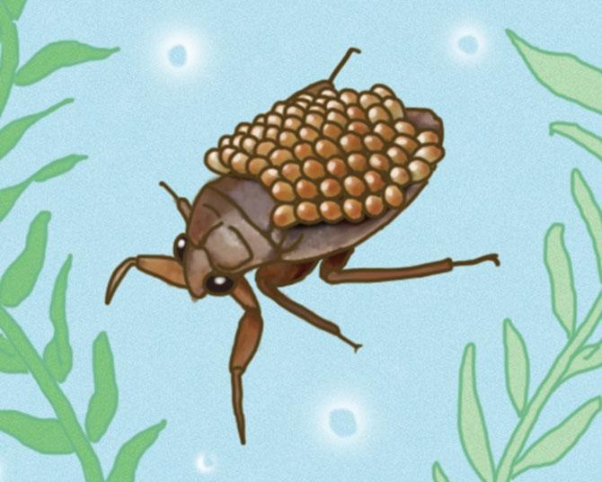 昆虫ハンター・牧田習が解説するオドロキの昆虫雑学！コオイムシは背中に大量の子どもたちを背負う