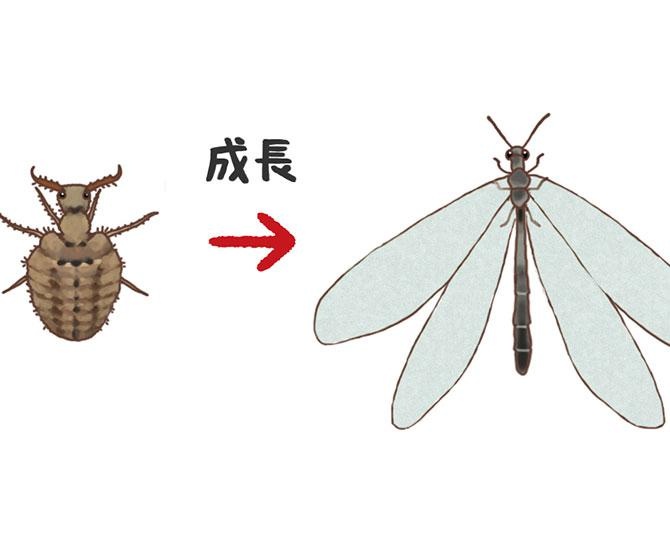 昆虫ハンター・牧田習が解説するオドロキの昆虫雑学！アリジゴクは成虫になると大きな羽で羽ばたく