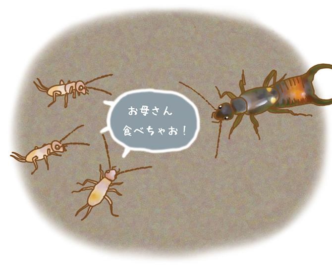 昆虫ハンター・牧田習が解説するオドロキの昆虫雑学！コブハサミムシのお母さんは子どもに食べられる