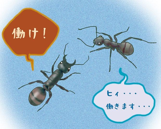 昆虫ハンター・牧田習が解説するオドロキの昆虫雑学！サムライアリは他のアリを奴隷にして働かせる