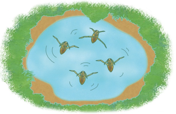 マツモムシは一生背泳ぎをし続ける