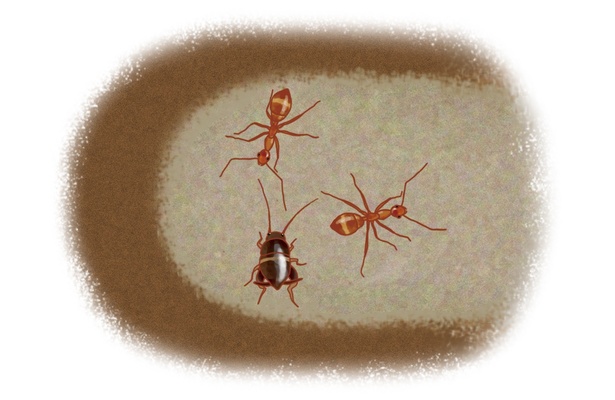 アリヅカコオロギはアリの巣に居候する