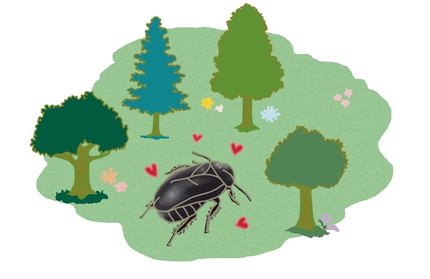 オオゴキブリはゴキブリなのにきれいな森でしか生きられない