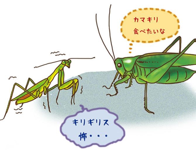 昆虫ハンター・牧田習が解説するオドロキの昆虫雑学！キリギリスはカマキリを食べることがある