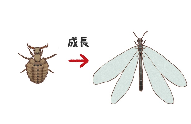 アリジゴクは成虫になると大きな羽で羽ばたく