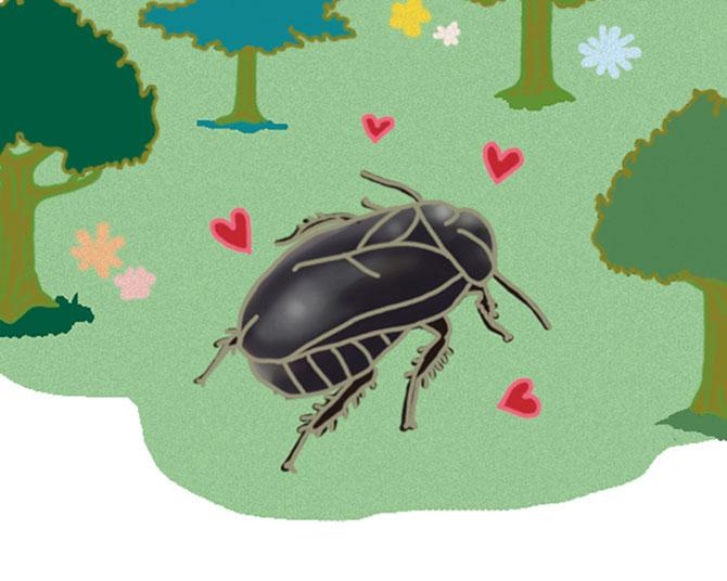 昆虫ハンター・牧田習が解説するオドロキの昆虫雑学！オオゴキブリはゴキブリなのにきれいな森でしか生きられない