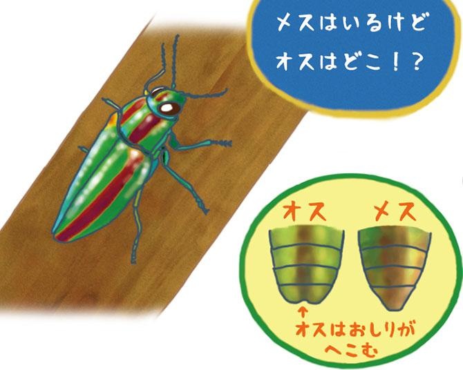 昆虫ハンター・牧田習が解説するオドロキの昆虫雑学！タマムシはオスだけ見つけるのがめちゃくちゃ難しい