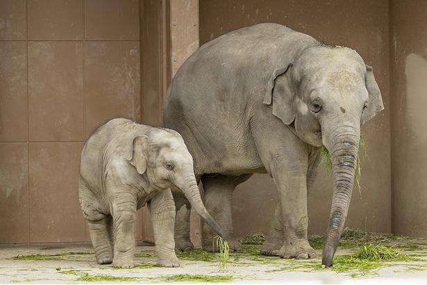 アジアゾウの「うらら」は、2022年6月26日生まれ。母親の「アヌラ」と一緒に食事中だ