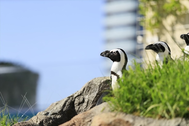 【写真を見る】ケープペンギン本来の生息環境を再現した「草原のペンギン」