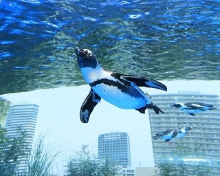 ペンギンが都会の空に羽ばたく！サンシャイン水族館屋外エリアがリニューアル