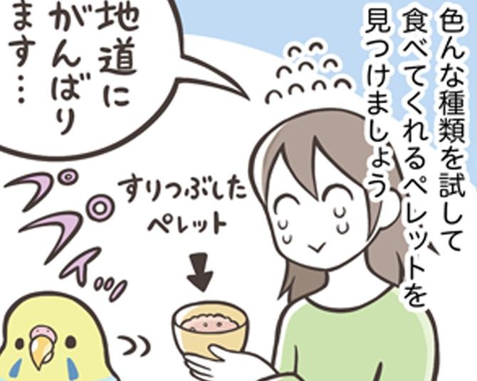 【漫画】総合栄養食「ペレット」と鳥が好む「シード」。鳥さんのご飯選びのポイントを徹底解説！