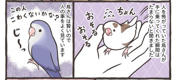 画像53 / 136＞【漫画】人気の鳥さんブンチョウとセキセイインコの違い ...