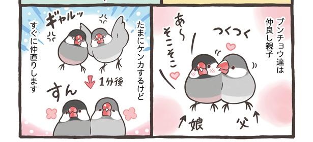 画像124 / 136＞【漫画】人気の鳥さんブンチョウとセキセイインコの ...