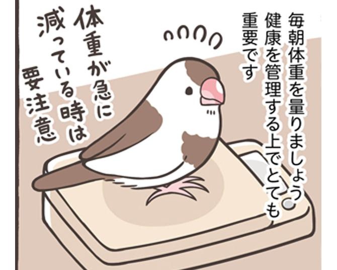 【漫画】水浴び・爪切り・日光浴…鳥さんの一日とお世話について。毎日の「体重測定」が実は超重要！