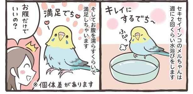 「小鳥の1日と毎日のお世話」9/18