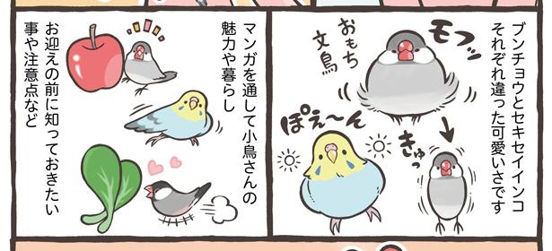 「トリ扱い説明書」5/15