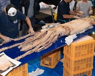 ダイオウイカ搬入・標本製作作業に密着！科博の特別展「深海2017」で展示