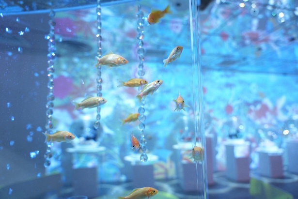 金魚の美しさだけでなく、生態も学べる夏休みにぴったりのミュージアムだ