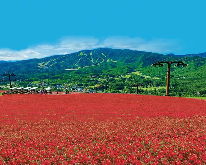 今夏から新登場！高原が幻想的に赤く染まる日本最大級のベゴニア畑・岐阜「ひるがのピクニックガーデン」 