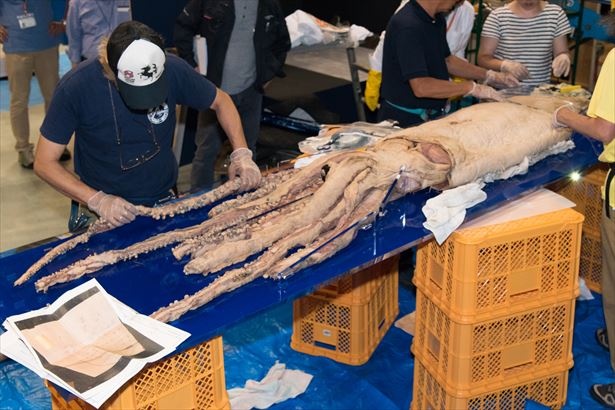 【写真を見る】ダイオウイカ搬入・標本製作作業の様子