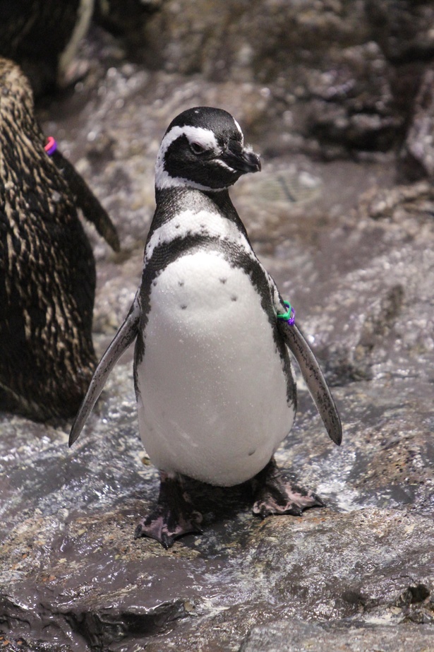 男性不信ならぬペンギン不信…恋の傷は癒えるか!?「下町ペンギン物語」第五話登場のメロン