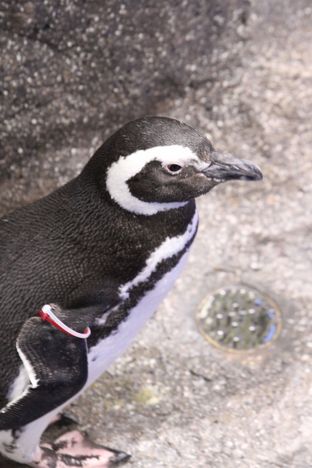 男性不信ならぬペンギン不信…恋の傷は癒えるか!?「下町ペンギン物語」第五話登場のモミジ