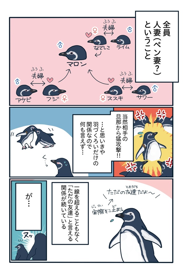 爆モテペンギン・マロン参上!「下町ペンギン物語」第十三話(3/4)