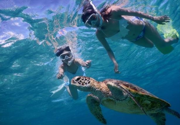 例年人気の高い「シュノーケリング」は沖縄の透明度の高い海を自ら「体感」することができる