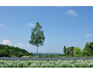 北海道の夏を満喫！　人気ガーデンとグルメをハシゴしよう
