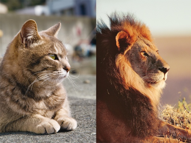 ネコとライオン 似てる 似てない 岩合光昭写真展 ネコライオン ウォーカープラス