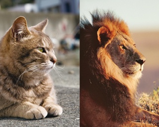 ネコとライオン、似てる？似てない？岩合光昭写真展「ネコライオン」