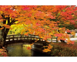 「土津神社」の真っ赤な紅葉のじゅうたんに感動！