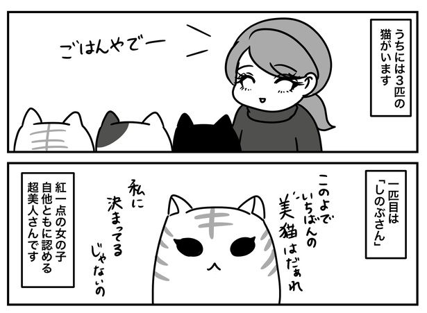 「猫いると毎日がミステリー 」1-1