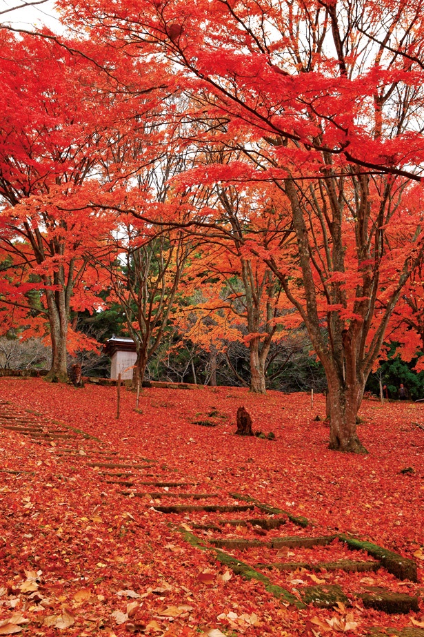 【写真を見る】土津神社の秋を彩る真っ赤なモミジのじゅうたん