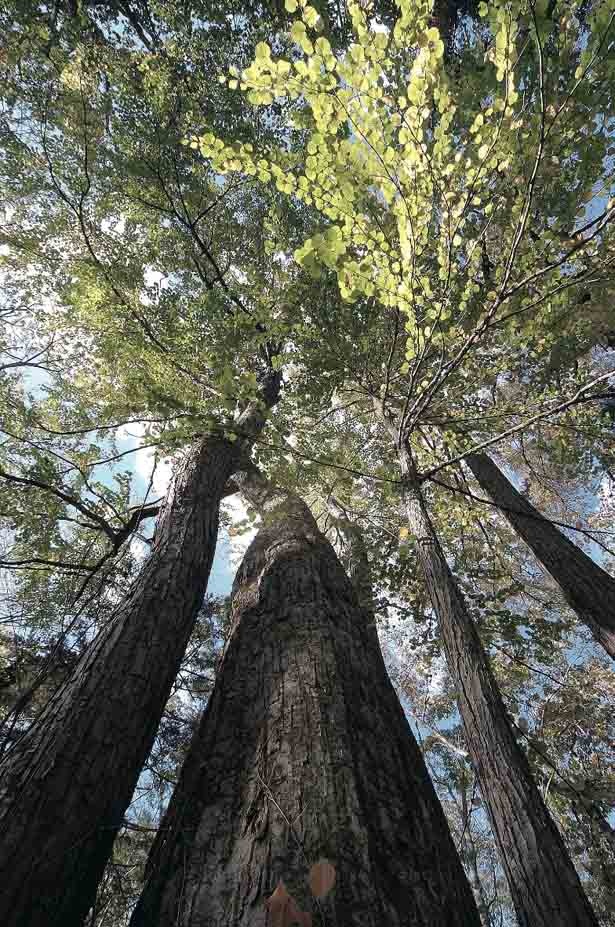 支笏湖 巨木の森