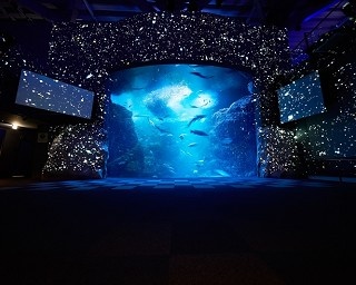 水族館に広がる星空！新江ノ島水族館ナイトワンダーアクアリウム開催